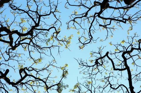  branches Stock Photos