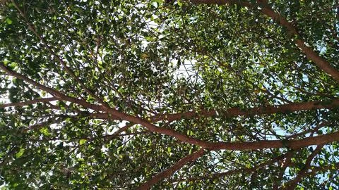 Branches Stock Photos