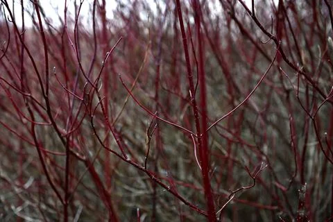 Branches Fotos de archivo