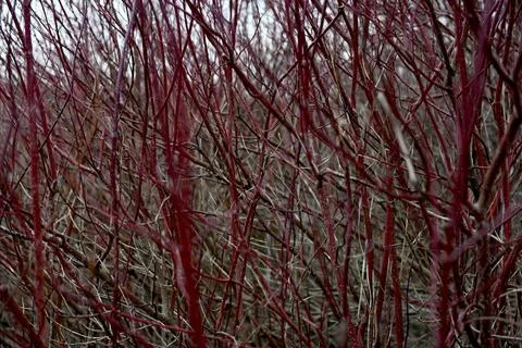 Branches Stock-Fotos