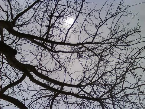 Branches Stock Photos