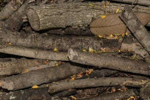 Branches pile Stock Photos