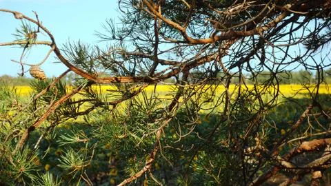 Branches of a pine on a background of a yellow field of sunflowers 库存照片