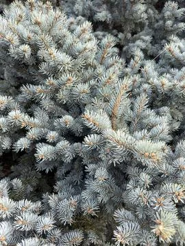 Branches of a pine , blue pine tree background soft Stock Photos