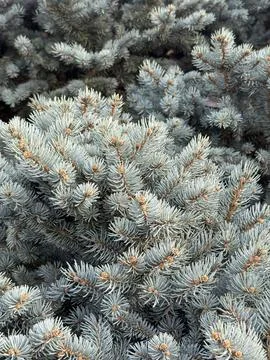 Branches of a pine , blue pine tree background soft Stock-Fotos