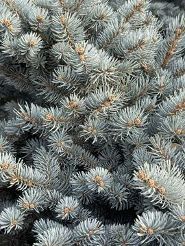 Branches of a pine , blue pine tree background soft Stock Photos