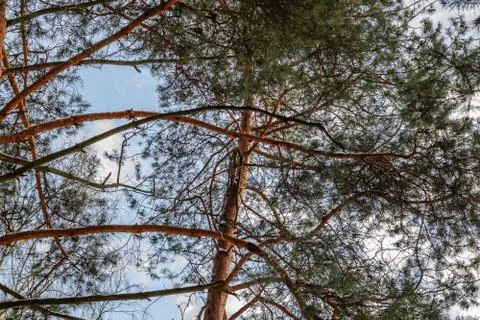 The branches of pine on blue sky background Stock Photos