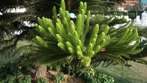 Branches of pine close-up. Stock Footage 92005998