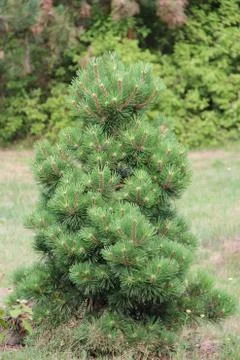 Branches of pine close up in forest Stock Photos