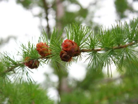 Branches of a pine with cones 스톡 사진