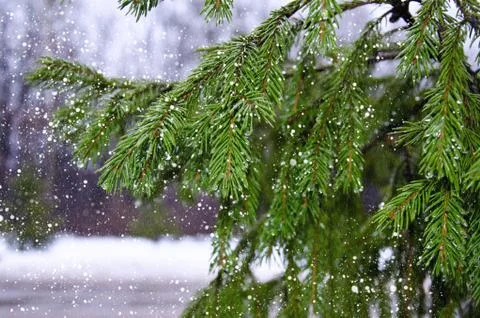 Branches of pine with drops and falling wet snow Stock Photos