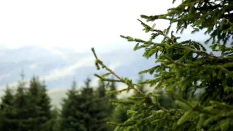 Branches of the Pine 스톡 동영상 95038187