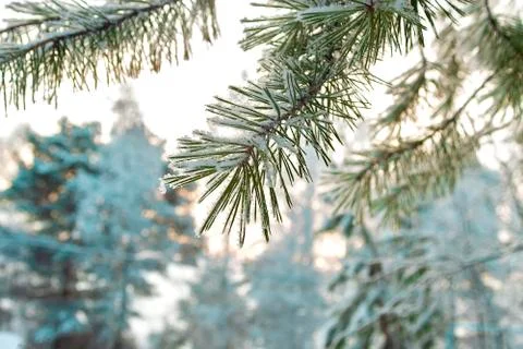 A branches of pine in the forest in winter. View from the front Stock Photos