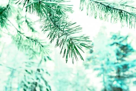 A branches of pine in forest in winter. View from front Stock Photos