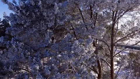 The branches of the pine in frost Video stock 93604417