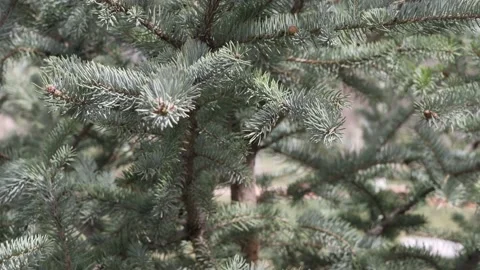 Branches of a pine in the garden Stock Footage 174669804
