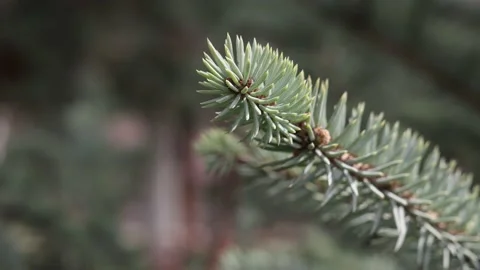 Branches of a pine in the garden Stock Footage 174683436