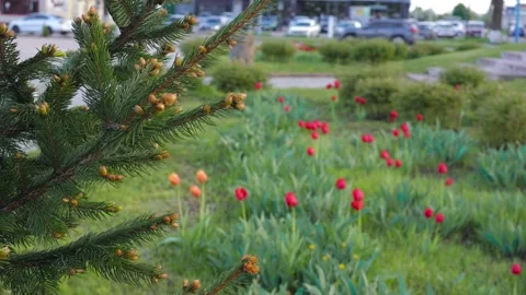 Branches of pine needles close-up. B roll Stock-Footage 274936203
