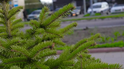 Branches of pine needles close-up. B roll Stock-Footage 274936279