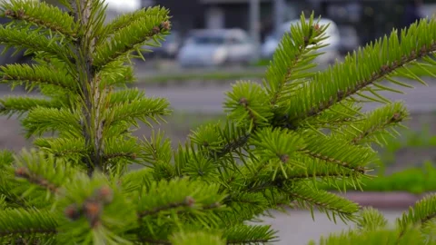 Branches of pine needles close-up. B roll Stock-Footage 274946081