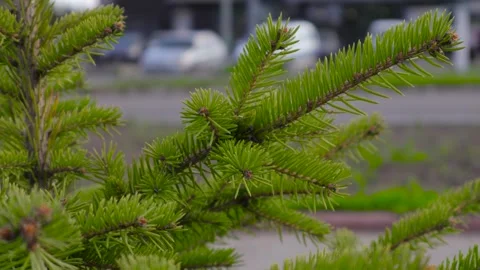 Branches of pine needles close-up. B roll Stock-Footage 274946206
