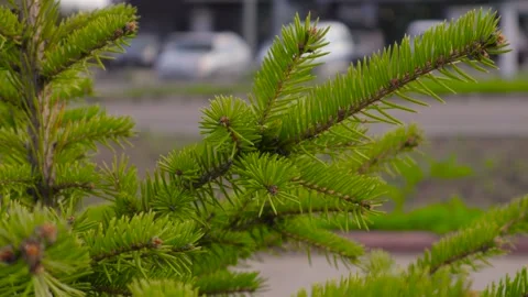 Branches of pine needles close-up. B roll Stock-Footage 274946713