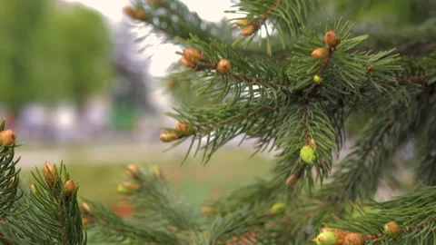 Branches of pine needles close-up. Blurred background Stock Footage 273142093