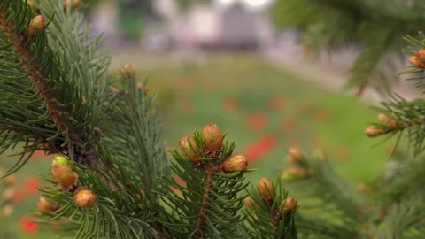 Branches of pine needles close-up. Blurred background Stock-Footage 273142124