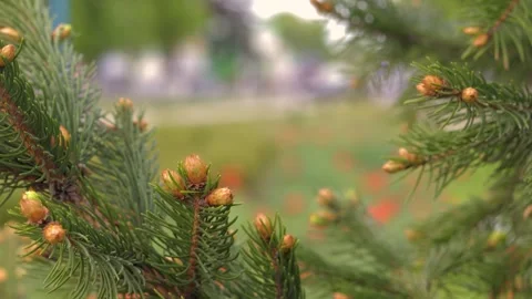 Branches of pine needles close-up. Blurred background Stock-Footage 273142127