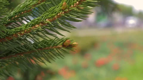 Branches of pine needles close-up. Blurred background Stock-Footage 273142137