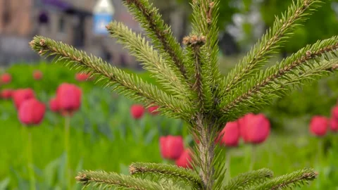 Branches of pine needles close-up. Blurred background Stock-Footage 273142177