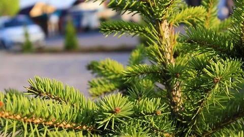 Branches of pine needles close-up. Blurred background Stock-Footage 273142202