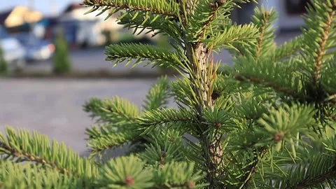 Branches of pine needles close-up. Blurred background Stock-Footage 273142203