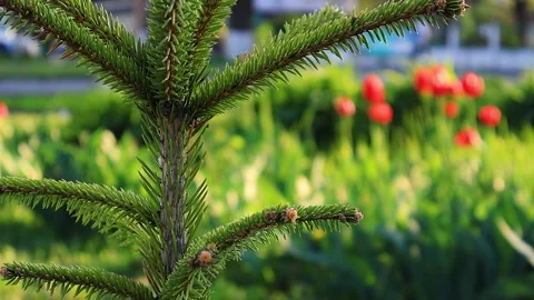 Branches of pine needles close-up. Blurred background Stock-Footage 273142221