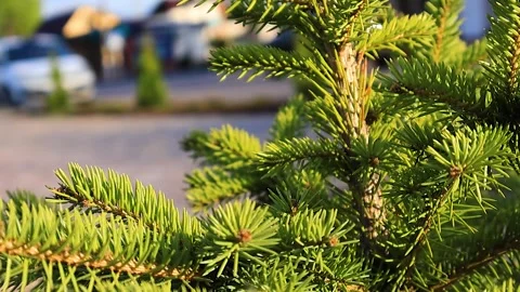Branches of pine needles close-up. Blurred background Stock-Footage 273142222