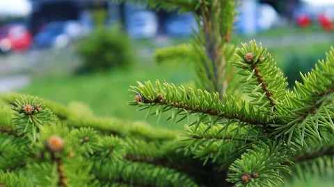 Branches of pine needles close-up. Blurred background Stock-Footage 273142232