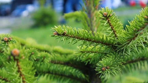 Branches of pine needles close-up. Blurred background Stock-Footage 273142235
