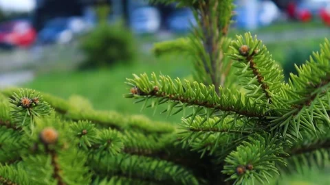 Branches of pine needles close-up. Blurred background Stock-Footage 273142244