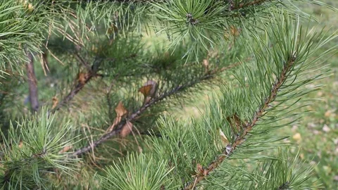 Branches of pine needles with the fall leaves of other trees  Video stock 120321353