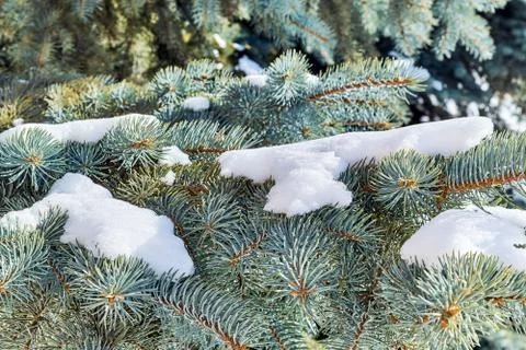 On the branches of pine or fir wood lies white with snow. Stock Photos