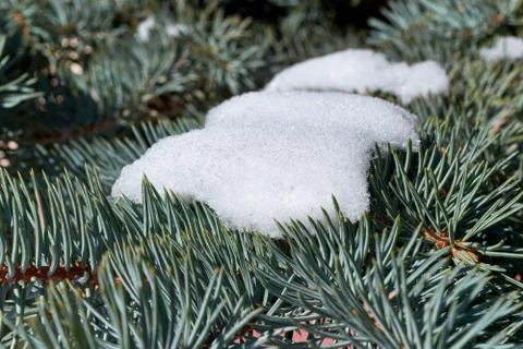 On the branches of pine or spruce is pure white snow. Stock Photos