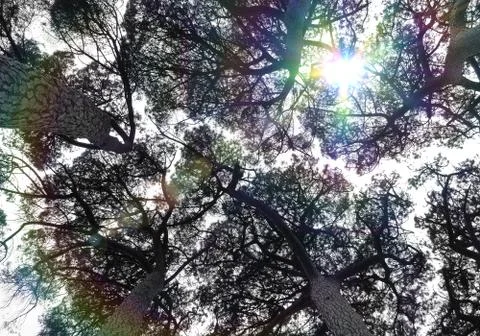 Branches of pine. Foto stock