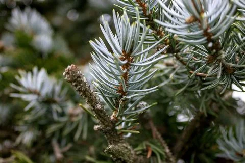 The branches of a pine Stock Photos