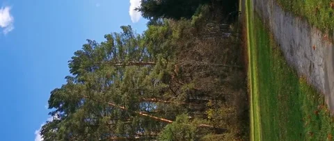 The branches of pine sway in the wind in sunny autumn day. Stock Footage 214713544