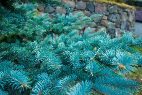 Branches of a pine tree on blue background Stock Photos