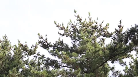 Branches of a pine tree of blue sky Stock Footage 306040448
