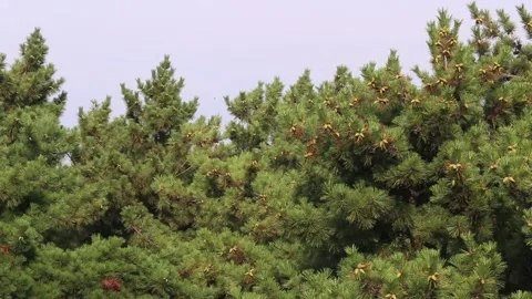 Branches of a pine tree of blue sky Video stock 306040450