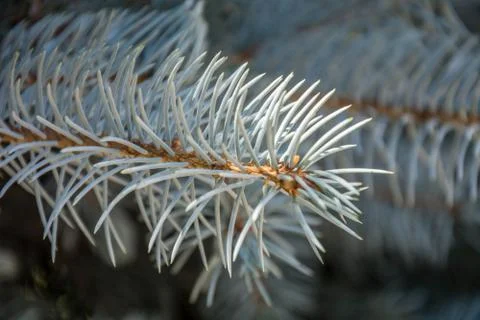 Branches of a pine tree. The blue spruce, green spruce, silver pine tree. Stock Photos