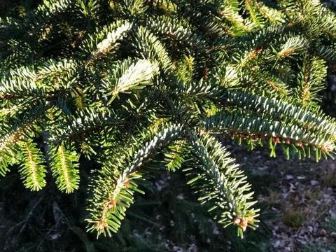 Branches of a pine tree close-up in sunlights. Green background Foto stock