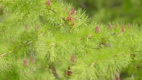 The branches of a pine tree with cones sway gently in the breeze Stock Footage 285606756